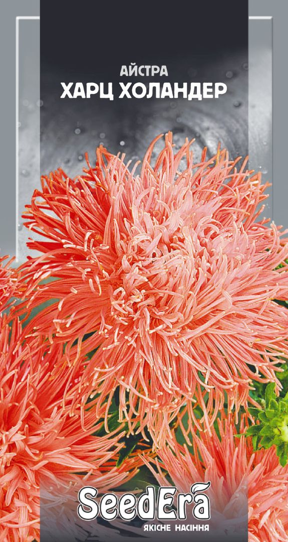 

Семена Seedera Астра Харц Холандер, 0,25 г